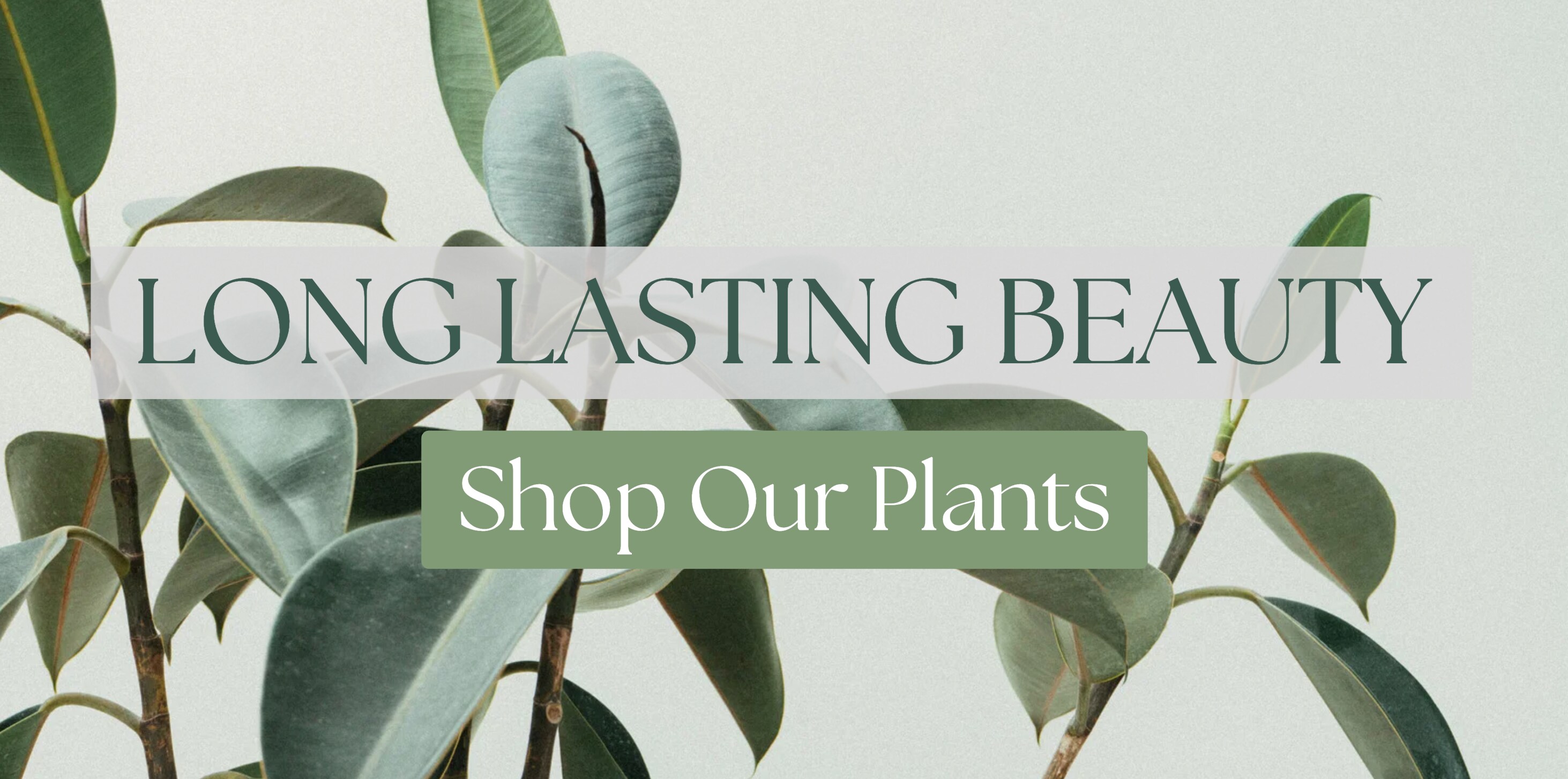 Explore Our Plant Collection, Shop Now